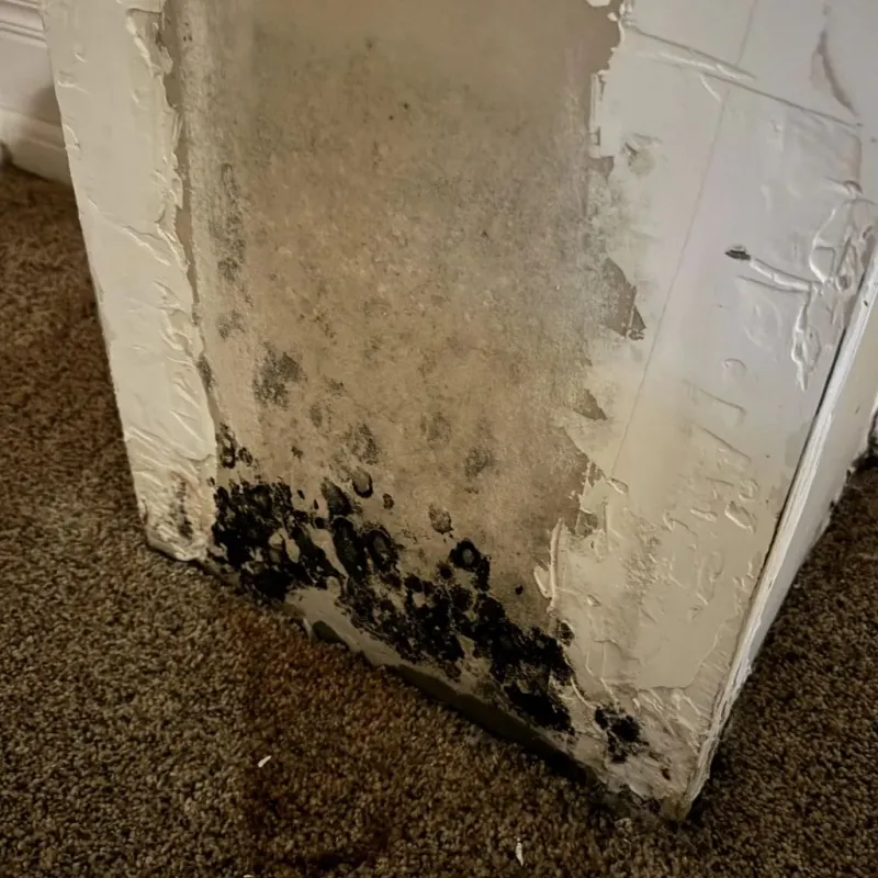 Professional Mold Removal in Wilder, VT